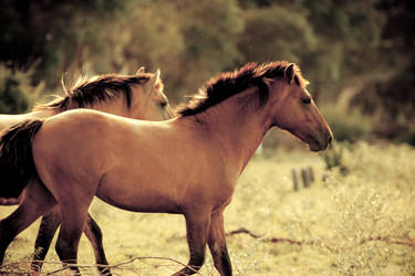 Horses