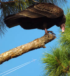 Praying Vulture