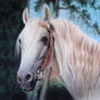 white horse