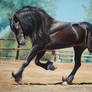 Friesian horse