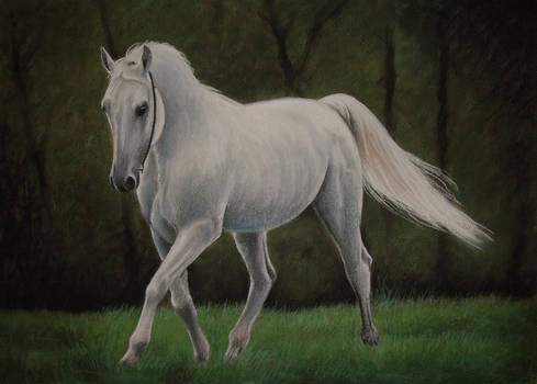 white arabian