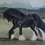 Shire Horse