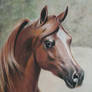 Arabian Horse Head Pastel