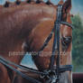 Horse Portrait Pastel Dressage