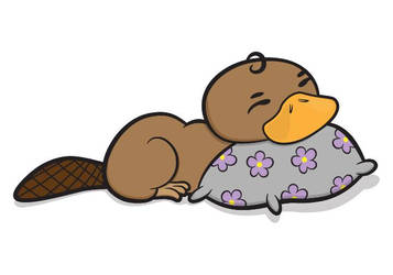 Platypus on a Pillow