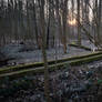 Forest and water