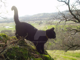 Mountain Cat