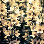 split tone flowers