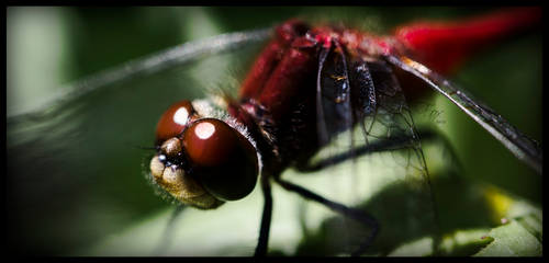 Mr Dragonfly