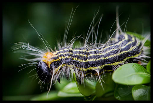 Caterpillar Exploration