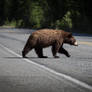 Why did the bear cross the road?