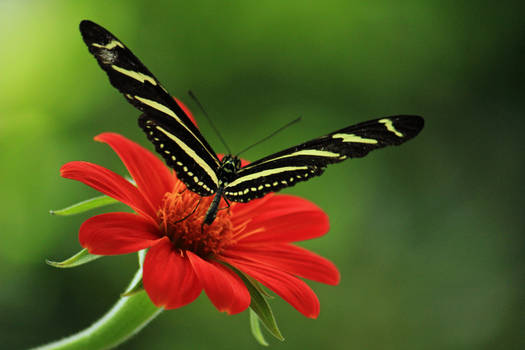 Beautiful Butterfly