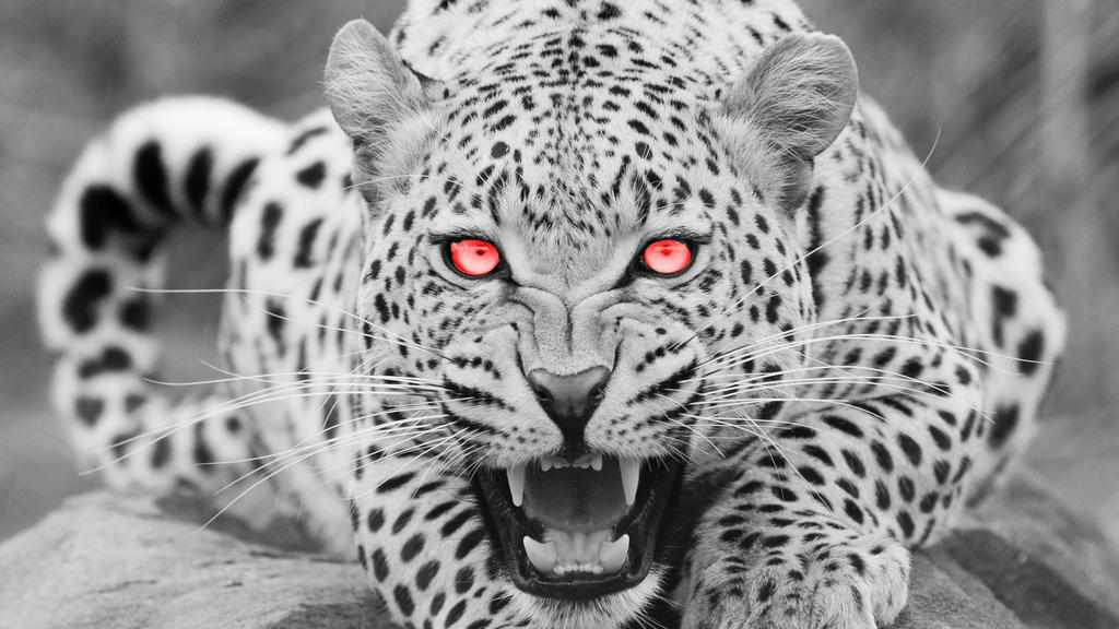 Bad Leopard Evil Leopard by MizzLuna92 on DeviantArt