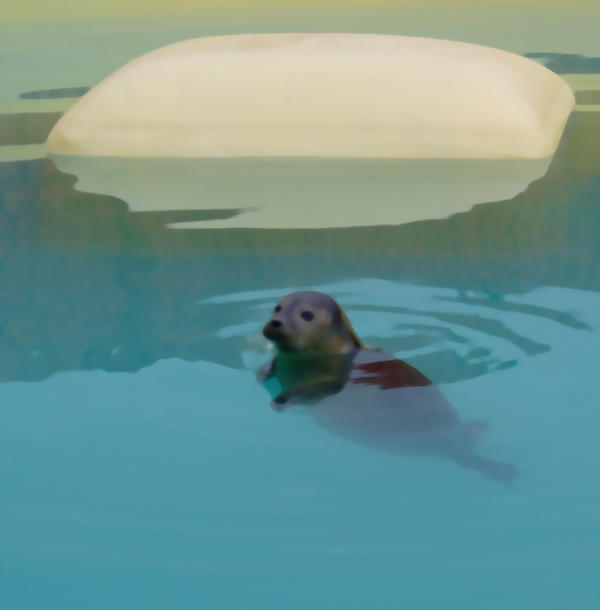 Seal at Sanctuary by PinkFlamingo-x on DeviantArt