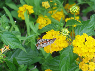 Sardinia Butterflower 3