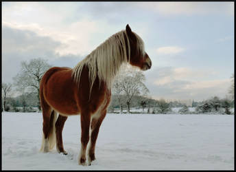 That Winter Pony