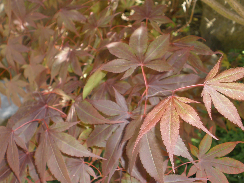 Japenese Maple