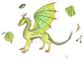 Linden Drache