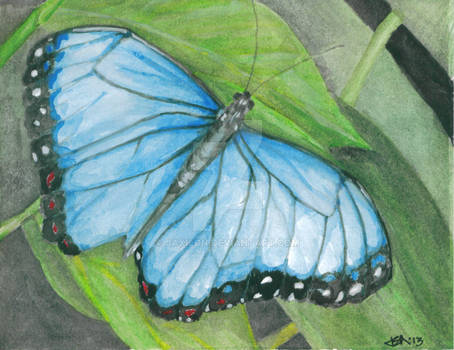 Blue Butterfly