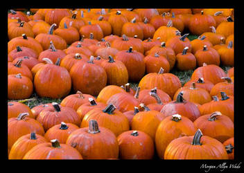 Fall Pumpkins