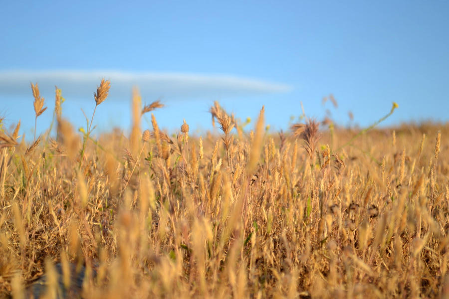 The meadow in summer.