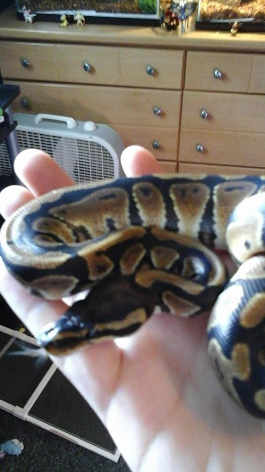 Cheerio Ball Python Meet Chihiro my royal ball python by kagomehigurashi96 on DeviantArt