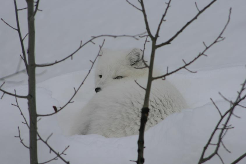 Arctic Fox