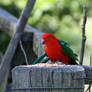 King Parrot