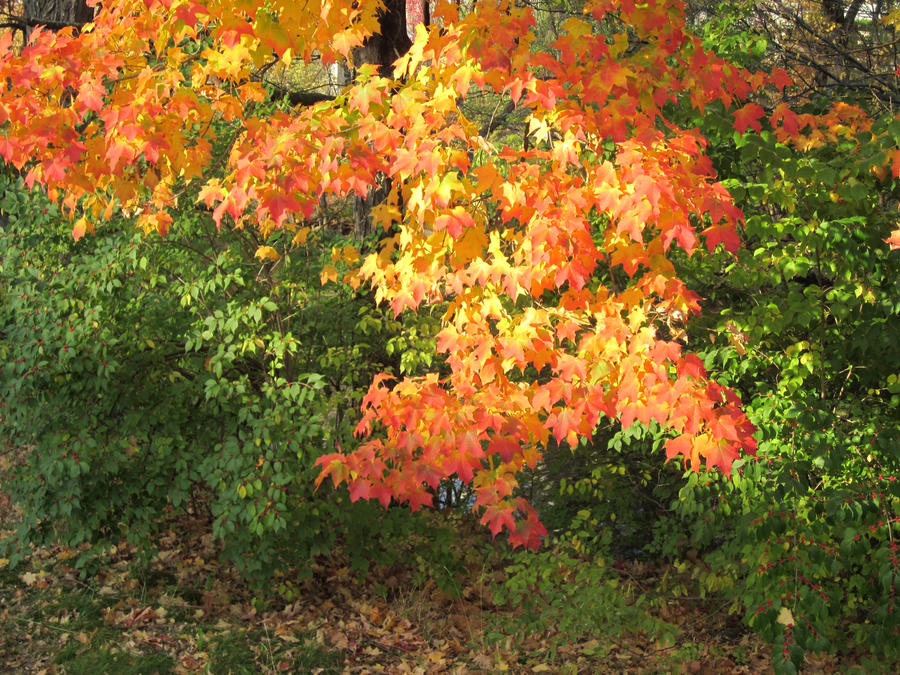 Fall Colors