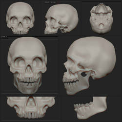 Human Skull: Anatomical Study - in zBrush