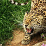 Amur Leopard Snarl