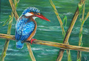 Malechite Kingfisher