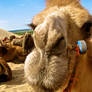 camel