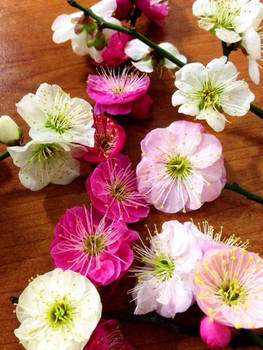 Plum Blossoms