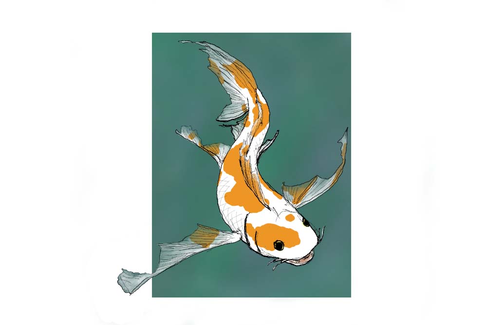 Fighting Koi