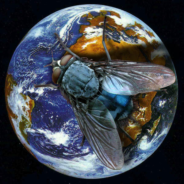 bigfly by hella68 on DeviantArt