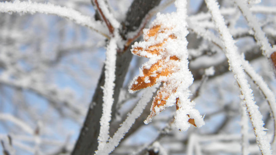 Frost Bite