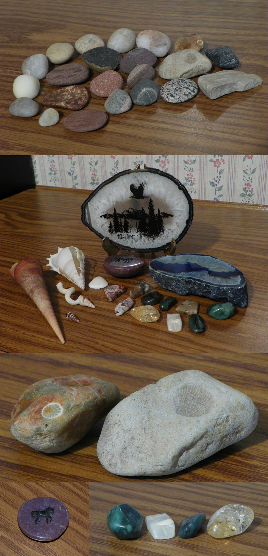 Rock and Shell Collection