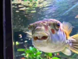 Goofey Fish Goofy looking fish by TwinFishKirb on DeviantArt