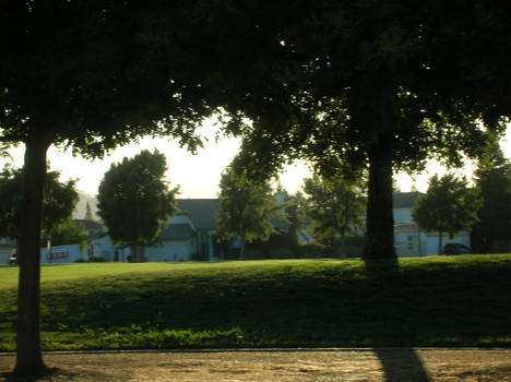 Darker Trees at the Park