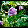 Purple Flower Roses 001