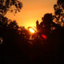 Sunset Through Tress