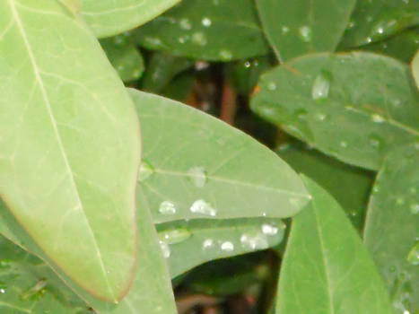 Water on the Leaves