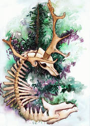 deer skeleton