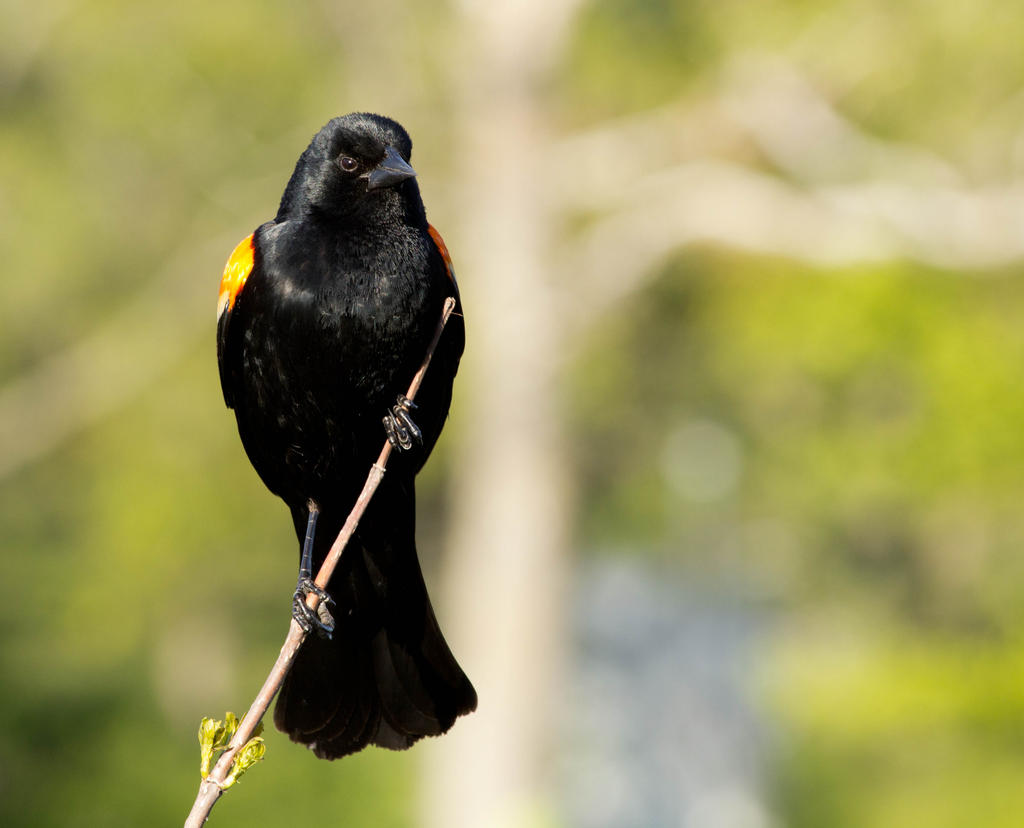 Male Red-Winged Black Bird