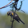 Yellow Rumped Warbler