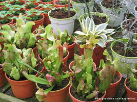 Pitcher plants in pots