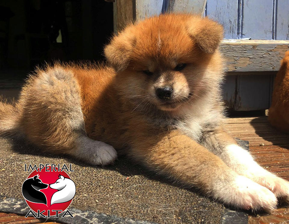 Kyojin Imperial Sun By Akita Imperial On Deviantart Kyojin Imperial Sun By Akita Imperial On Deviantart