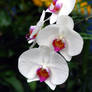 Orchid II