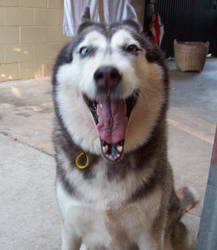 Happy husky